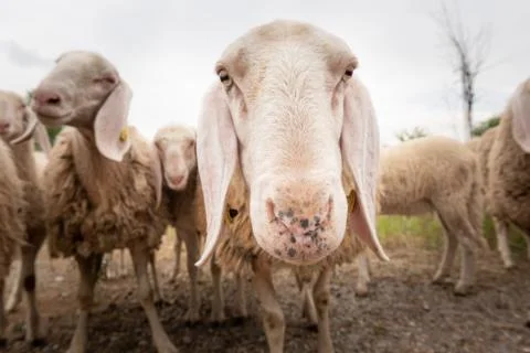 Close-up of white a sheep that looking in front of the camera. Concept of div Stock Photos