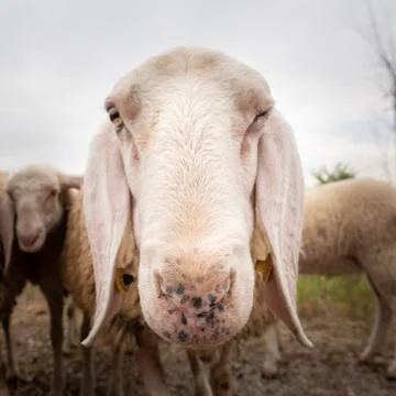 Close-up of white a sheep that looking in front of the camera. Concept of div Stock Photos