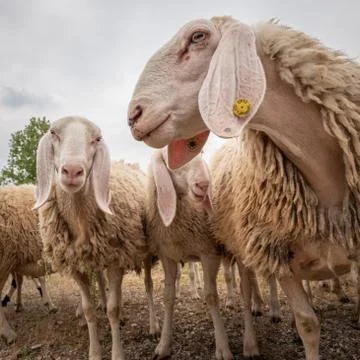 Close-up of white a sheep that looking in front of the camera. Concept of div Stock Photos
