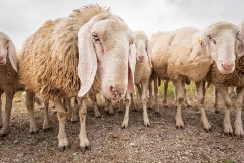 Close-up of white a sheep that looking in front of the camera. Concept of div Stock-Fotos