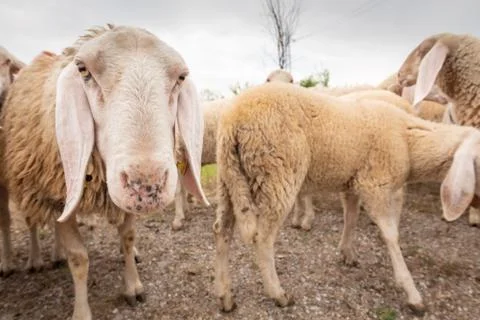 Close-up of white sheeps that looking in front of the camera. Concept of dive Stock Photos