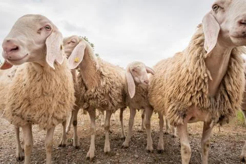 Close-up of white sheeps that looking in front of the camera. Concept of dive Stock Photos