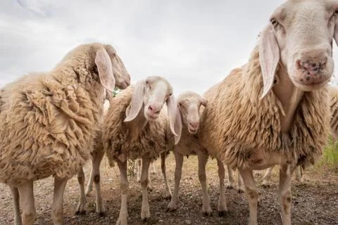 Close-up of white sheeps that looking in front of the camera. Concept of dive 스톡 사진