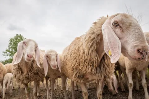 Close-up of white sheeps that looking in front of the camera. Concept of dive Stock Photos