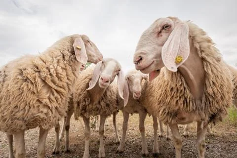 Close-up of white sheeps that looking in front of the camera. Concept of dive Stock Photos