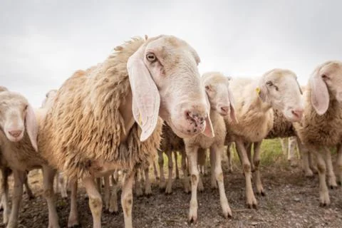 Close-up of white sheeps that looking in front of the camera. Concept of dive Stock Photos