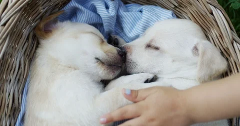 Close up of the white small puppies sleeping in the busket and child's hand Stock Footage 98089470
