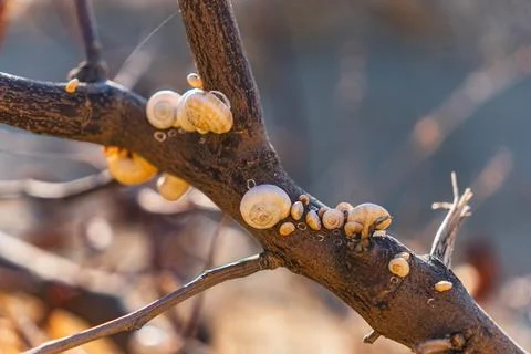 Close-up of white snail shells on a tree branch Stock Photos