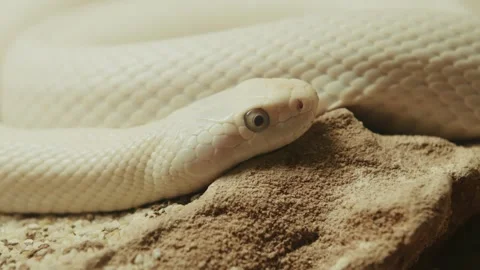 Close-Up of White Snake on Rock 動画素材 305703416