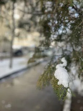 Close-up of white snow on tree branches on a frosty winter day Stock Photos