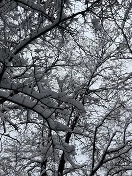 Close-up of white snow on tree branches on a frosty winter day Stock Photos