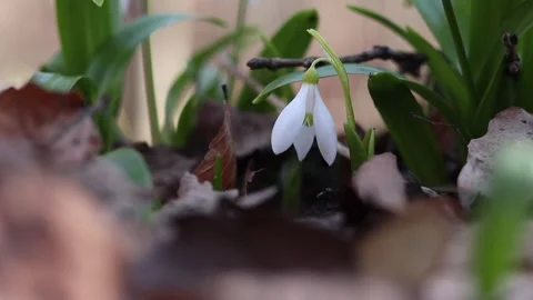 Close-up of white snowdrops. Delicate snowdrop flowers, spring flowers Stock Footage 331162624