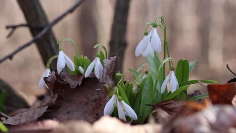 Close-up of white snowdrops. Delicate snowdrop flowers, spring flowers Stock Footage 331162629