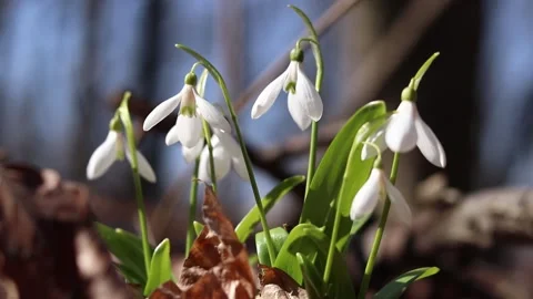 Close-up of white snowdrops. Delicate snowdrop flowers, spring flowers Stock Footage 331162630