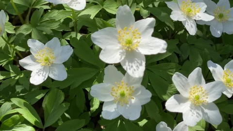 Close-up white snowdrops in the early spring. Early spring white bloom in spring Stock Footage 221179218
