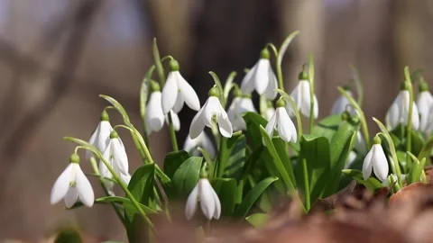 Close-up of white snowdrops Stock Footage 331162636