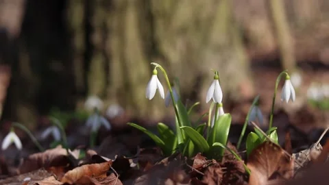 Close-up of white snowdrops Stock-Footage 331162647