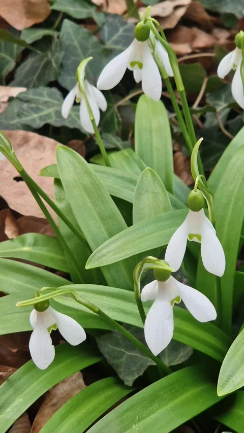 Close-up of white snowdrops 스톡 동영상 331535217