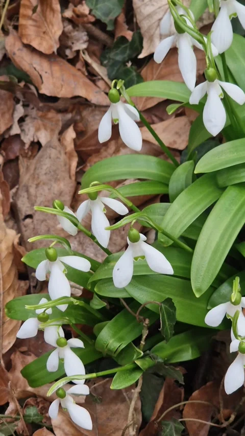 Close-up of white snowdrops 스톡 동영상 331535220