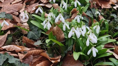 Close-up of white snowdrops Video stock 331535250