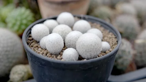 Close-up of white spherical cacti in black pot against a blurred greenhouse Stock Footage 271366274