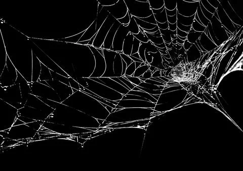 Close-up of a white spider web with dew drops isolated on a black Stock Photos