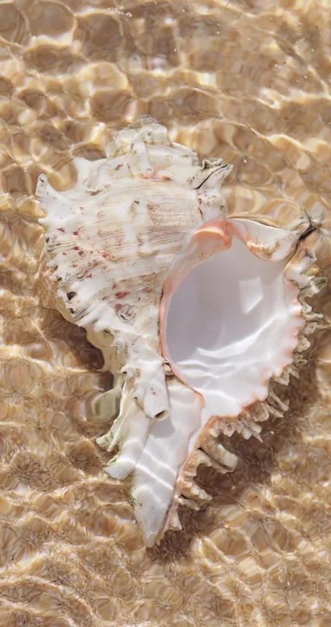 Close Up Of White Spiky Murex Shell In Shallow Clear Tropical Water Stock Footage 345376600