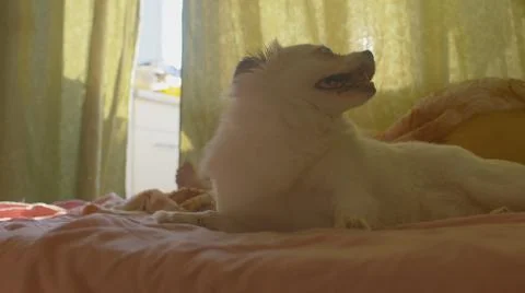 Close up of white spitz lying on bed and breathing with her mouth open. Relaxed Stock Photos
