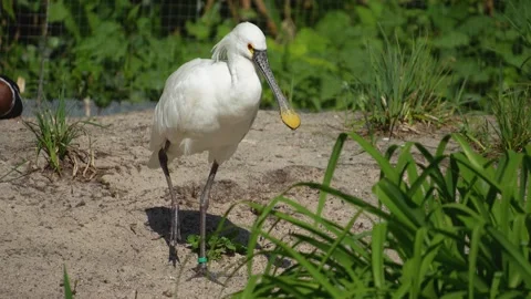 Close up of a white spoonbill ibis  Video stock 275537548