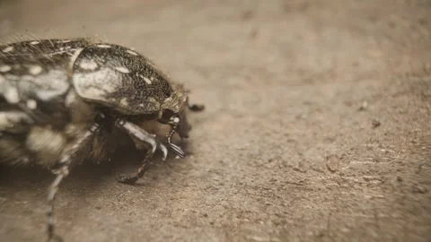 Close-up of a white-spotted rose beetle (Oxythyrea funesta) Stock Footage 314561098