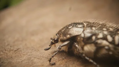Close-up of the white-spotted rose beetle (Oxythyrea funesta). Static shot. Stock-Footage 314561121