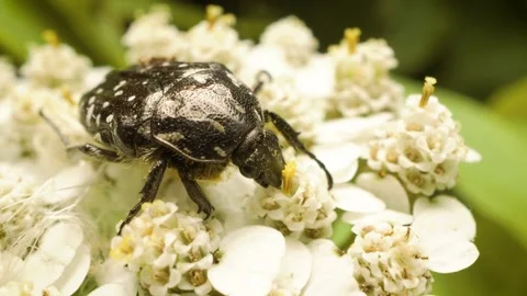 Close-up of white-spotted rose beetle (Oxythyrea funesta) feeding on a flower Stock Footage 336923374
