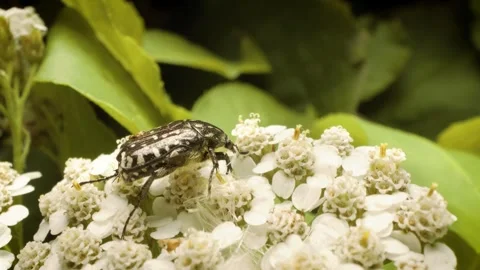 Close-up of white-spotted rose beetle (oxythyrea funesta) resting on flower Stock Footage 336923384