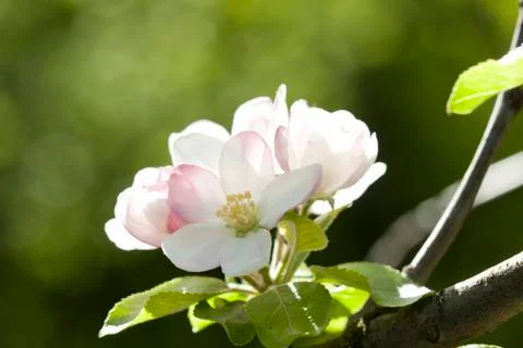 Close up on white spring blossom Stock Photos