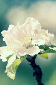 Close up on white spring blossom Stock Photos
