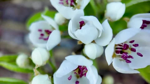 Close up white spring blossoms blooming in garden Видео 332711849
