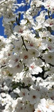 A close-up of white spring blossoms on a tree branch Stock Photos