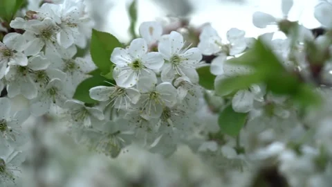 Close-up of white spring flowers of a cherry tree on a branch.April garden Stock Footage 240146847