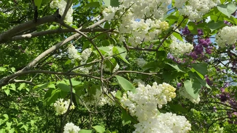 Close-up of white spring lilac flowers. Approaching a bouquet of lilacs. Vídeos de archivo 274158785