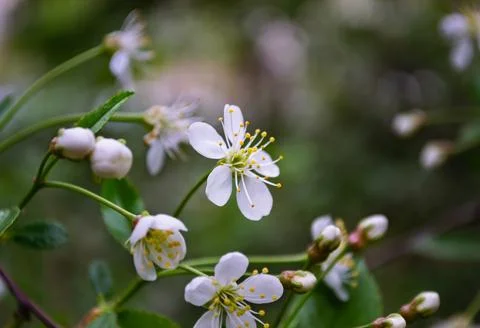 Close-up of a white spring wildflower Foto stock