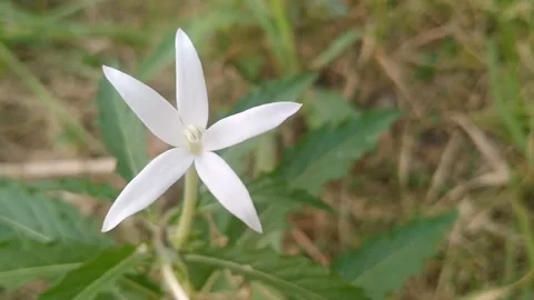 Close up of white star shape kitolod flower blooming on green stem Stock Footage 340376369