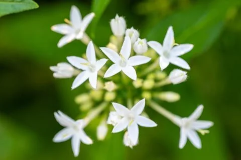 Close-up of white star-shaped flowers with green background Stock Photos