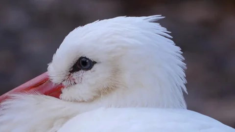 Close up of white stork bird head. Stock Footage 121224680