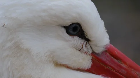 Close up of white stork Stock Footage 123156411