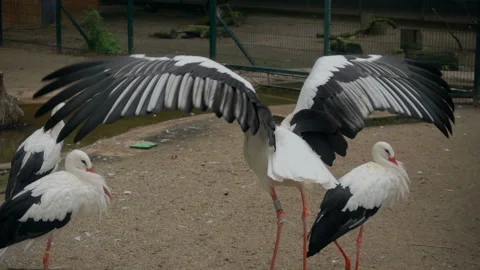 Close up white stork, shooting in slow motion. Stock Footage 118065566