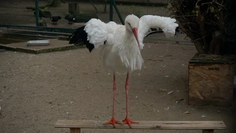 Close up white stork, shooting in slow motion. Stock Footage 118073158