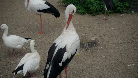 Close up white stork, shooting in slow motion. Stock Footage 118073170