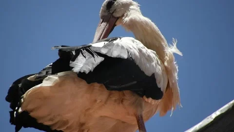 Close up of a white stork trying to clean his back in the top of a building Stock Footage 203235735