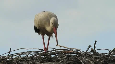 Close up of a White Stork with a twig in its beak building a nest Stock Footage 20604132