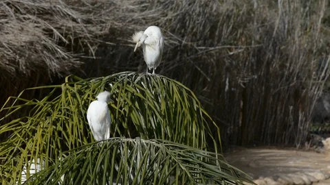 A close-up of a white stork in zoo Stock Footage 101084046